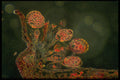 430073 Fern, Sporanges A4 Photo Print