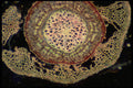 430076 Salix, Older Root A4 Photo Print