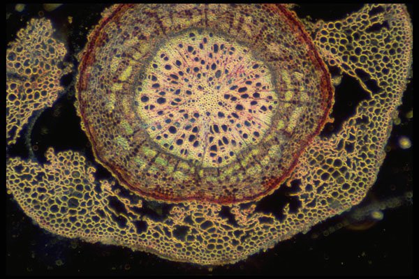 430076 Salix, Older Root A4 Photo Print