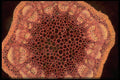 430079 Helianthus, Young Stem A4 Photo Print