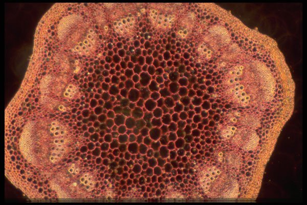 430079 Helianthus, Young Stem A4 Photo Print