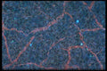 430080 Sedum Epidermia A4 Photo Print