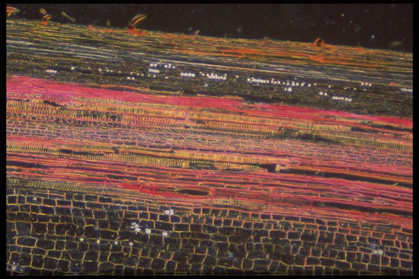 430082 Cannabis, Stem A4 Photo Print