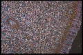 430083 Iris, Rhizome A4 Photo Print