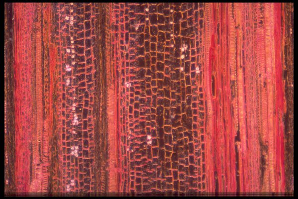 430085 Cannabis, Stem, Side A4 Photo Print