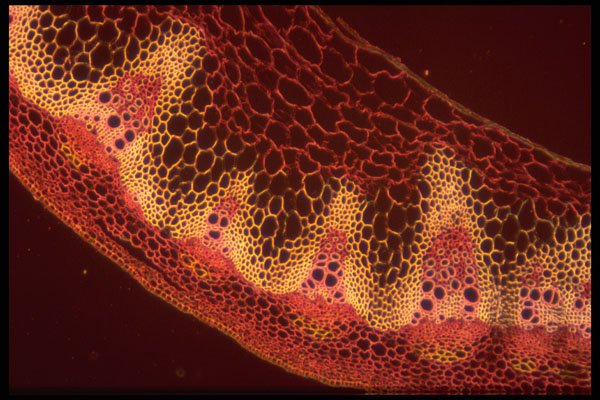 430086 Brassica Oleracea, Stem A4 Photo Print