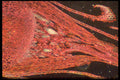 430087 Moss, Mnium, Female Gametophyte A4 Photo Print