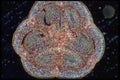 430090 Lilium, First Division Of The Embryo A4 Photo Print