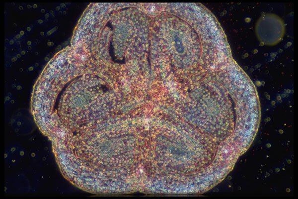 430090 Lilium, First Division Of The Embryo A4 Photo Print