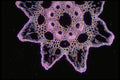 430091 Equiseteum Arvense, Stem, Transversal Cut A4 Photo Print
