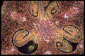 430092 Lilium, Fourth Division Of The Embryo A4 Photo Print