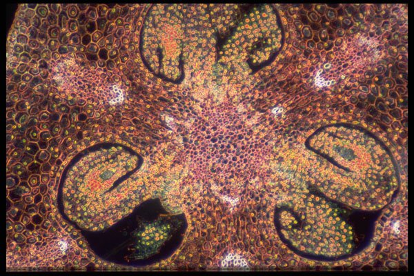 430092 Lilium, Fourth Division Of The Embryo A4 Photo Print