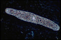 430093 Tmesipteris, Leaf A4 Photo Print