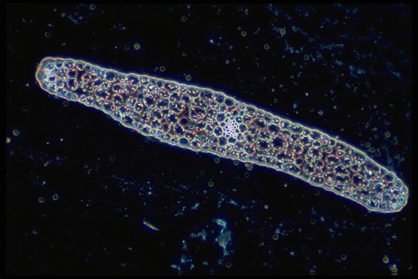 430093 Tmesipteris, Leaf A4 Photo Print
