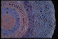 430095 Dennstaedtia, Root, Transversal Cut A4 Photo Print