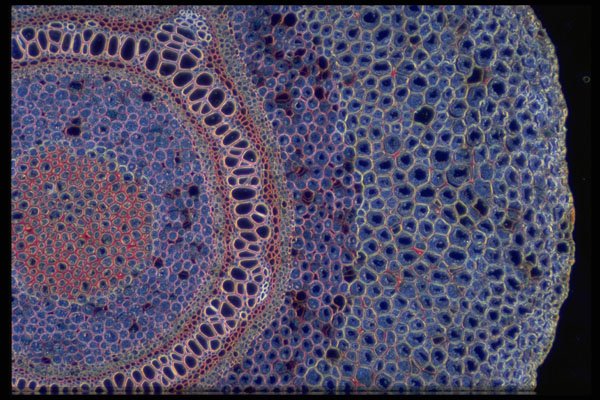 430095 Dennstaedtia, Root, Transversal Cut A4 Photo Print