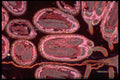 430097 Sporocarps, Longitudinal Cut A4 Photo Print