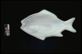 431035 Pickle Dish A4 Photo Print