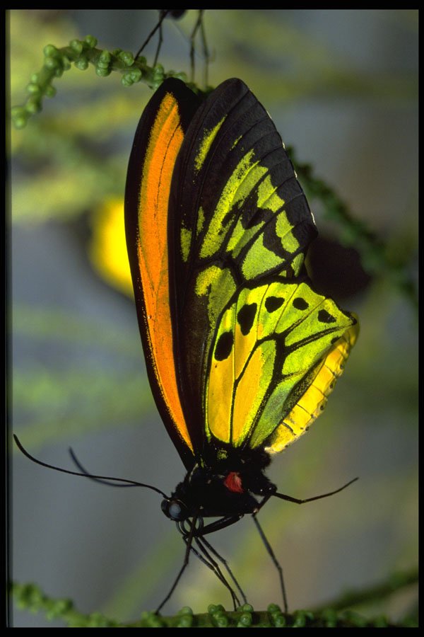 432000 Bright Butterfly, Singapore Butterfly Park A4 Photo Print