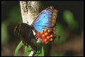 432001 Belizian Blue A4 Photo Print