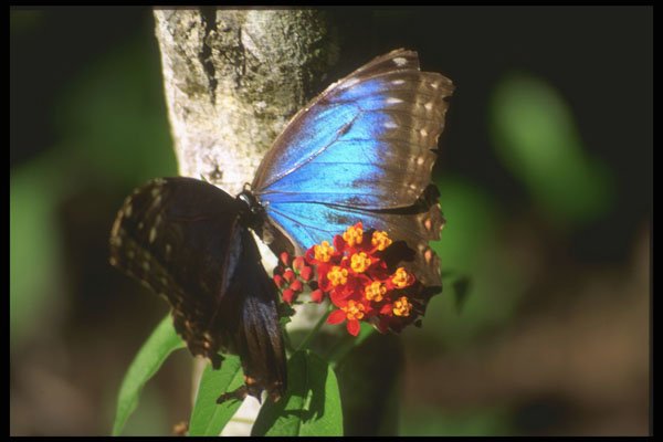 432001 Belizian Blue A4 Photo Print