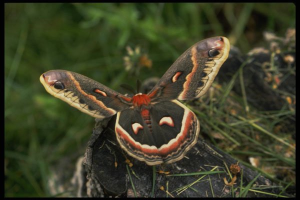 432002 Cecropia Moth A4 Photo Print