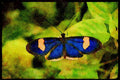 432003 Tropical Butterfly, Sp. Heliconis A4 Limited Edition Watercolour Print