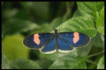 432003 Tropical Butterfly, Sp. Heliconis A4 Photo Print
