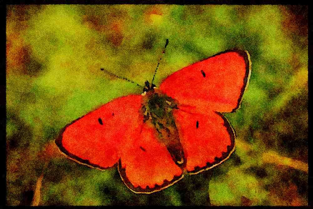 432004 Large Copper (male), Lycaena Dispar Batavus A4 Limited Edition Watercolour Print