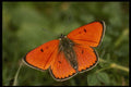 432004 Large Copper (male), Lycaena Dispar Batavus A4 Photo Print