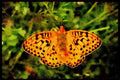 432005 Dark Green Fritillary, Argynnis Aglaja A4 Limited Edition Watercolour Print