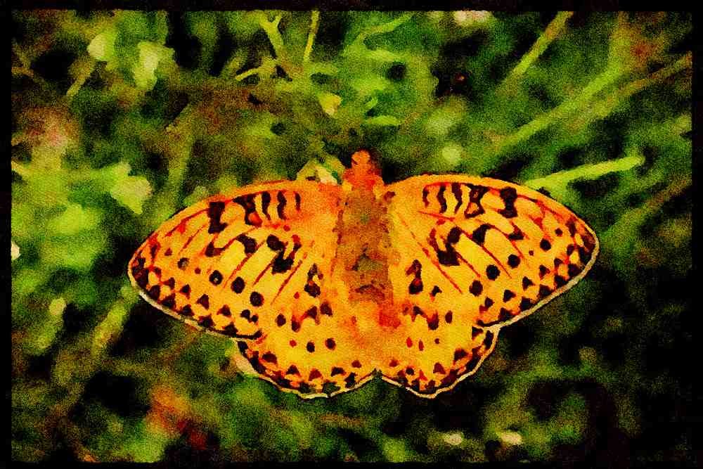 432005 Dark Green Fritillary, Argynnis Aglaja A4 Limited Edition Watercolour Print