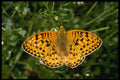 432005 Dark Green Fritillary, Argynnis Aglaja A4 Photo Print