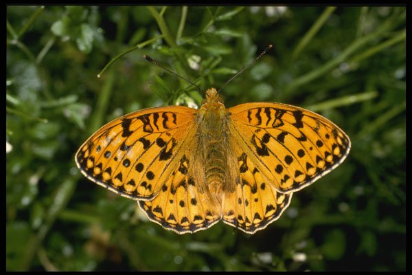 432005 Dark Green Fritillary, Argynnis Aglaja A4 Photo Print