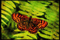 432006 Heath Fritillary, Mellicta Athalia A4 Limited Edition Watercolour Print