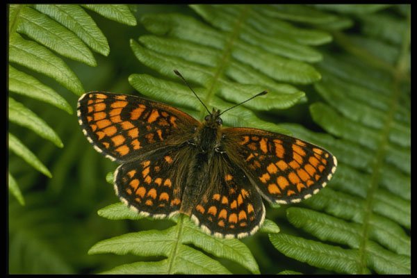 432006 Heath Fritillary, Mellicta Athalia A4 Photo Print