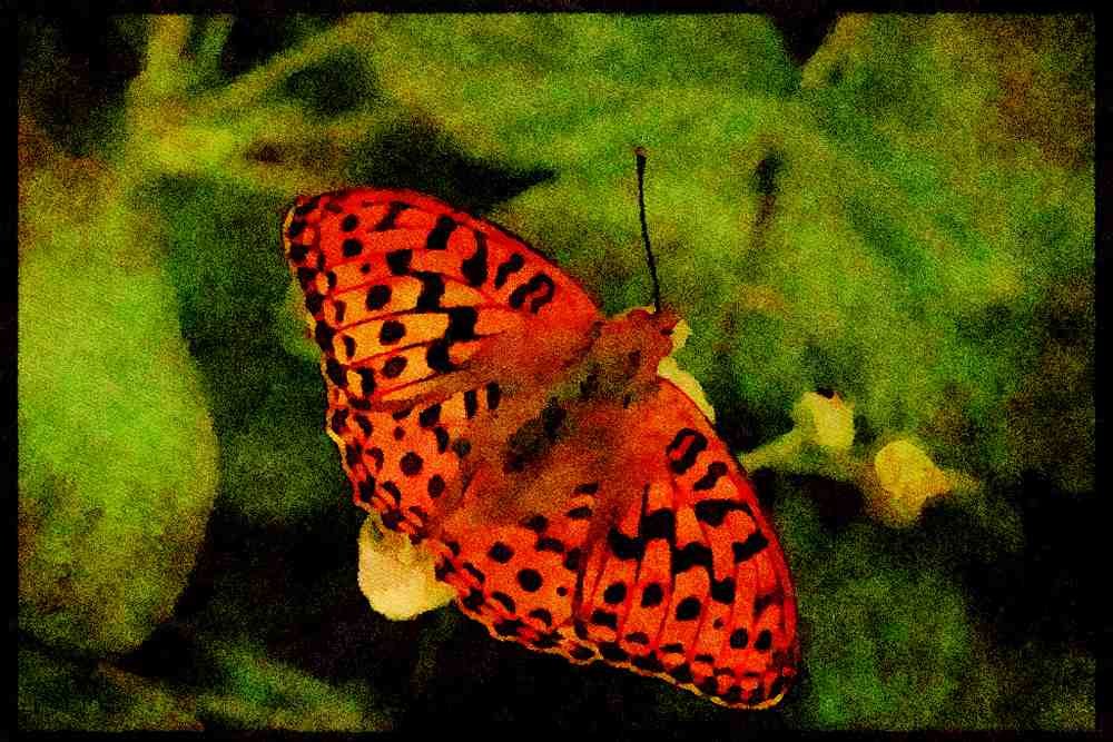 432007 High Brown Fritillary, Argynnis Adippe A4 Limited Edition Watercolour Print