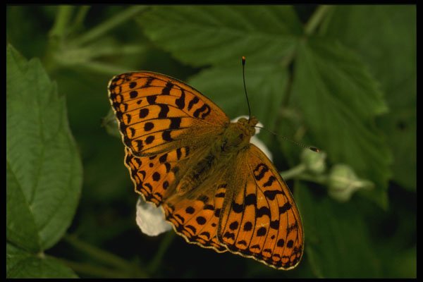 432007 High Brown Fritillary, Argynnis Adippe A4 Photo Print