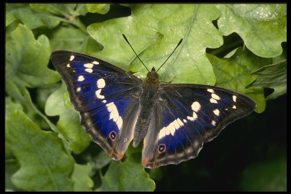 432008 Purple Emperor, Apatura Iris A4 Photo Print
