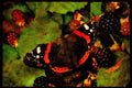 432009 Red Admiral, Vanessa Atalanta A4 Limited Edition Watercolour Print