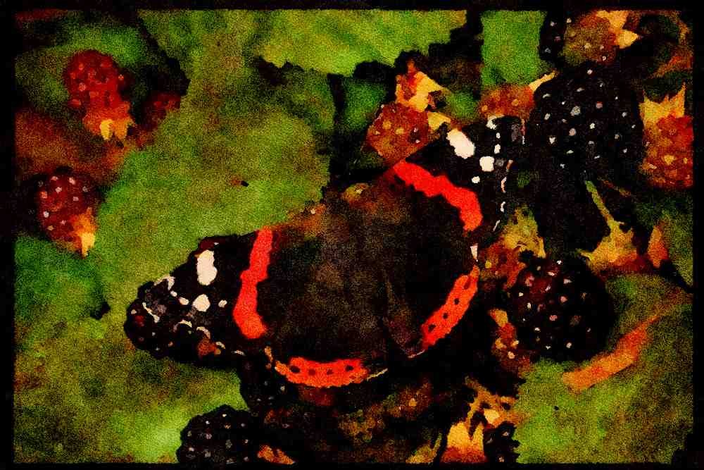 432009 Red Admiral, Vanessa Atalanta A4 Limited Edition Watercolour Print