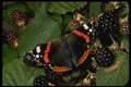 432009 Red Admiral, Vanessa Atalanta A4 Photo Print