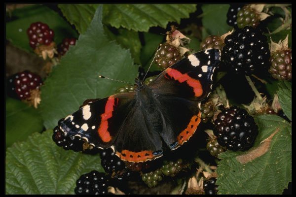 432009 Red Admiral, Vanessa Atalanta A4 Photo Print