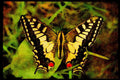 432010 Swallowtail, Papilio Machaon A4 Limited Edition Watercolour Print