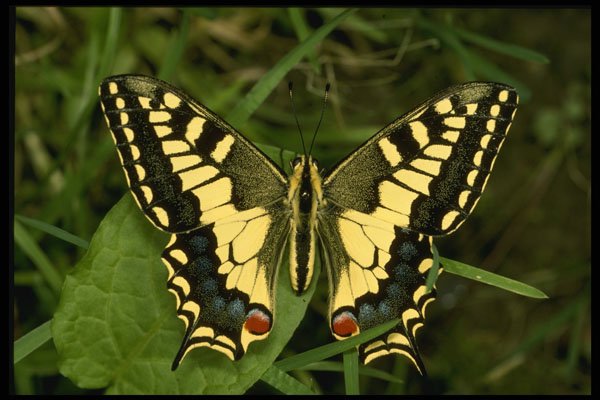 432010 Swallowtail, Papilio Machaon A4 Photo Print
