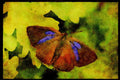 432011 Purple Hairstreak, Quercusia Quercus A4 Limited Edition Watercolour Print