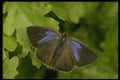432011 Purple Hairstreak, Quercusia Quercus A4 Photo Print