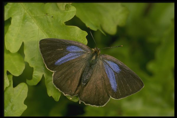 432011 Purple Hairstreak, Quercusia Quercus A4 Photo Print