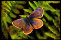 432012 Silver Studded Blue, Plebejus Argus A4 Limited Edition Watercolour Print
