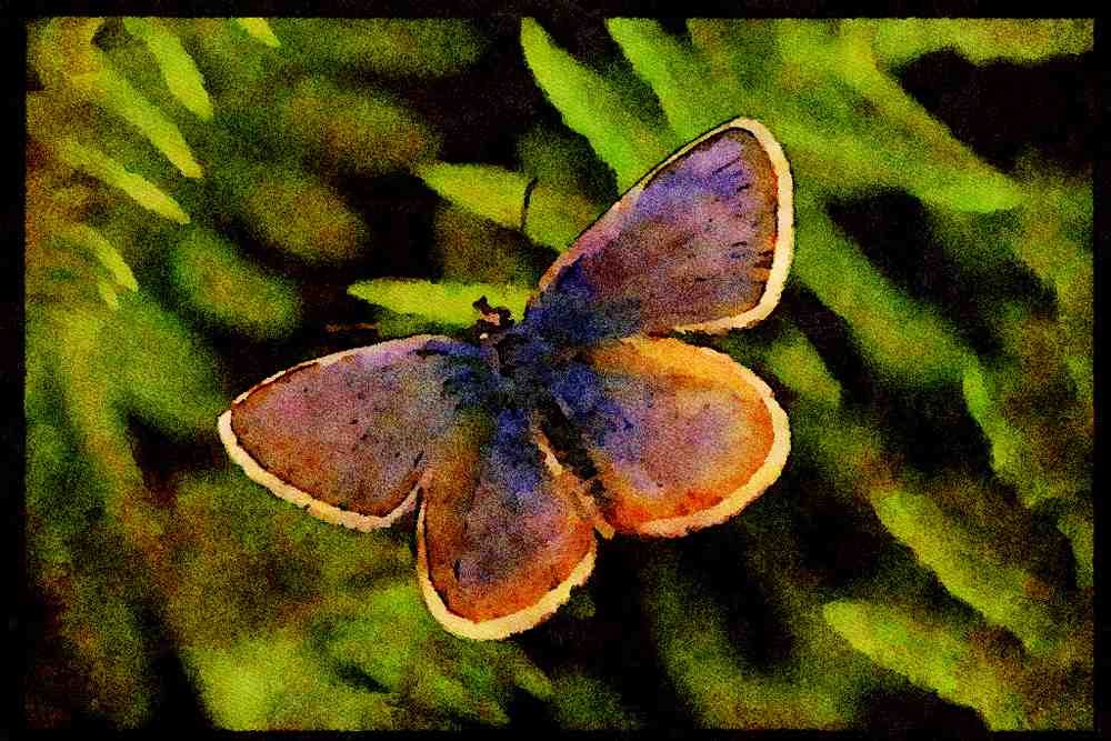 432012 Silver Studded Blue, Plebejus Argus A4 Limited Edition Watercolour Print